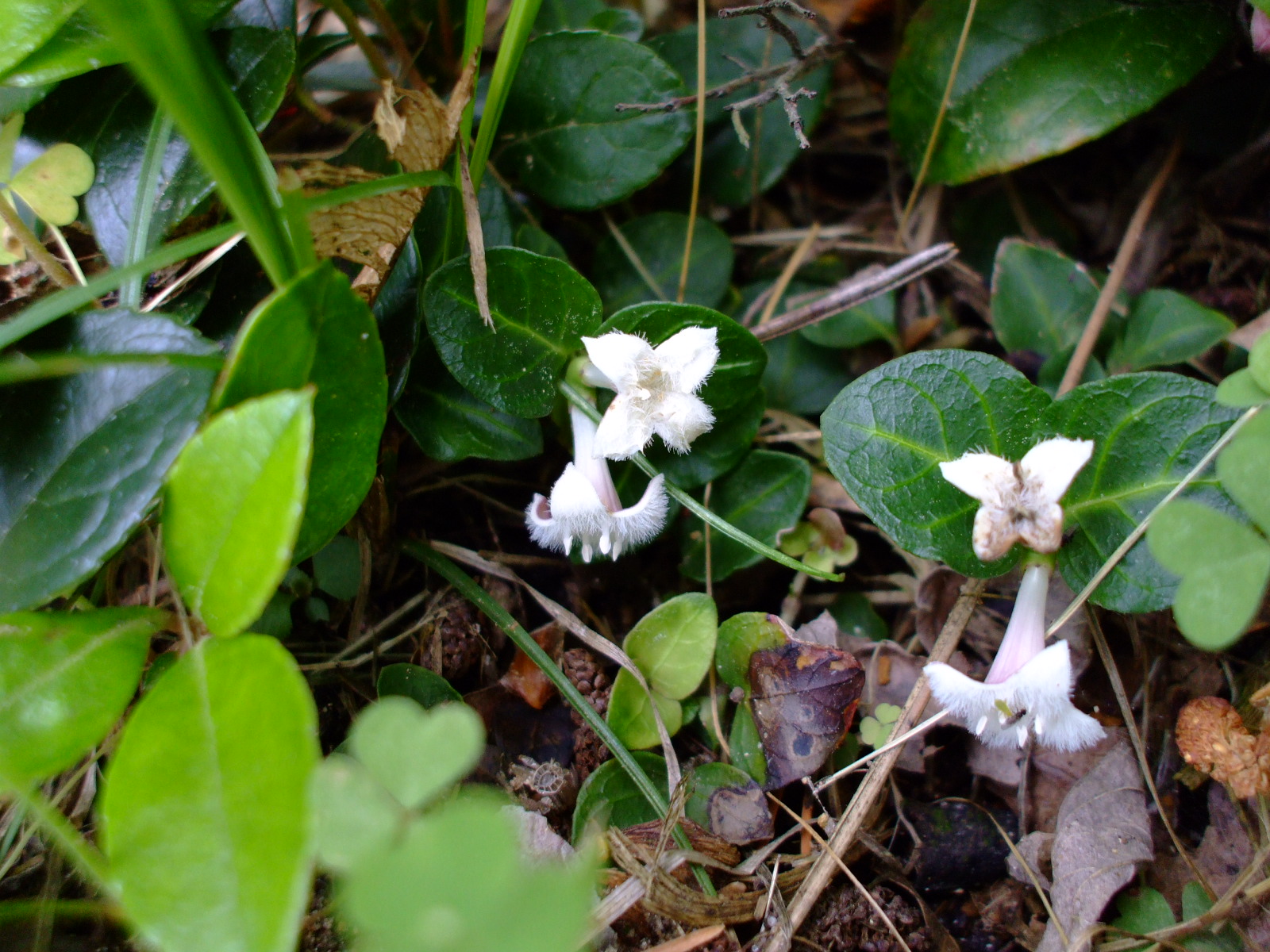 Mitchella repens